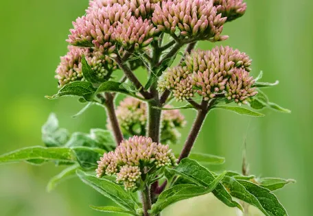 RSPB Fowlmere Nature Reserve