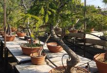 Ired-Garden. ZPHU. Rostkowska I.购物图片