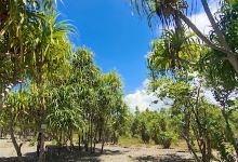 Pantai Wisata Igom Voij景点图片