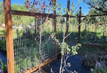 Native Woods Garden Center购物图片