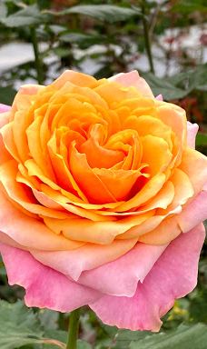 日本最大 鹿屋玫瑰园-鹿屋市