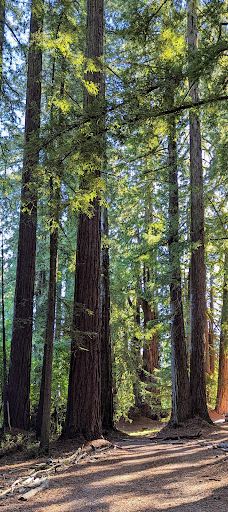 Grove of Old Trees-奥西丹透