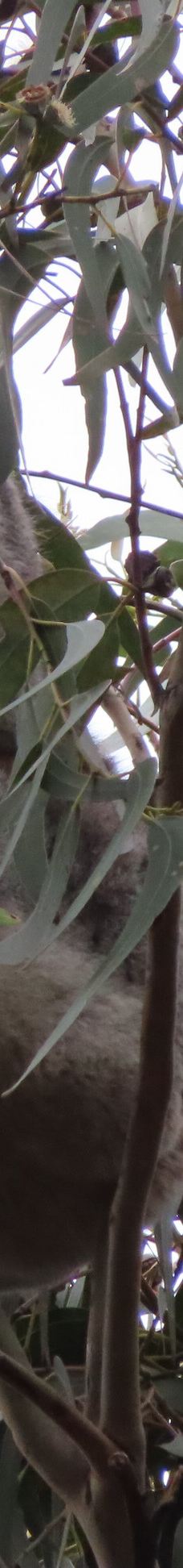 坎尼特河沿岸考拉步行道-Kennett River