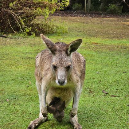 澳大利亚塔斯马尼亚霍巴特+朗塞斯顿7日6晚自由行