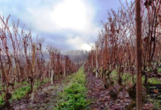 Azienda Agricola - Ca ed Curen景点图片