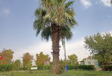 Castle garden景点图片