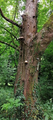 Arboretum de Virton-维尔通