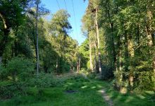 National Trust - Ludshott Commons景点图片