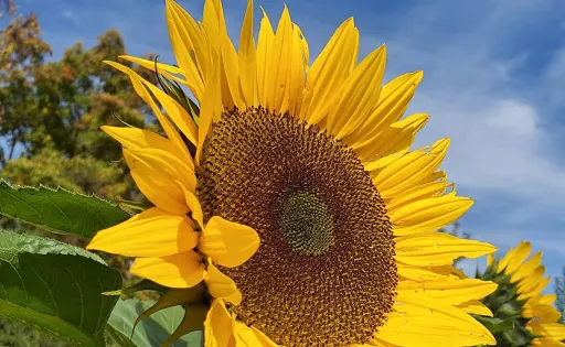 Sun High Orchards