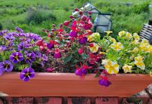 Stillmeadow Gardens Flowers购物图片