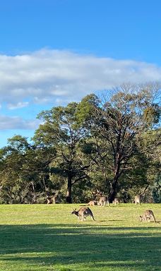Arthurs Seat Eagle - Summit Station-德罗马纳