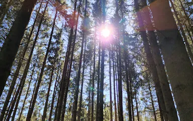 Charmille of Haut-Maret