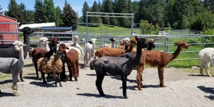 Seven Stars Alpaca Ranch