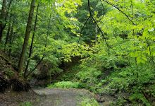Deer Lick Conservation Area景点图片