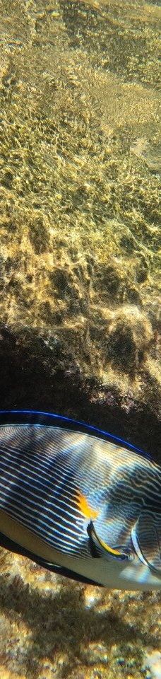 穆罕默德国家公园-Qesm Sharm Ash Sheikh