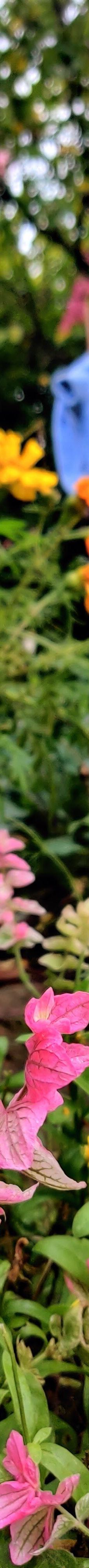 彼得兔世界-鲍内斯温德米尔