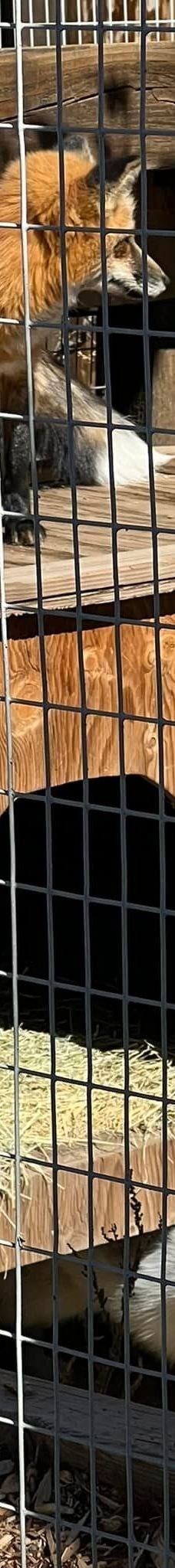 大熊湖动物园-大熊湖