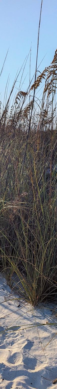 Tigertail Beach-马可岛