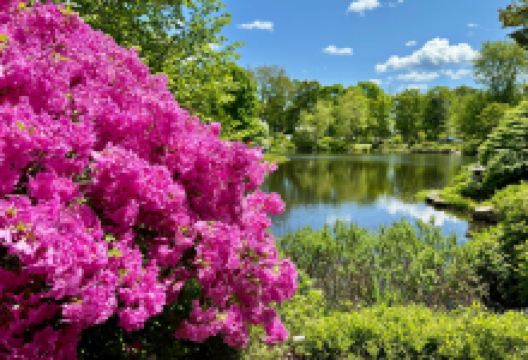 Asticou Azalea Garden景点图片