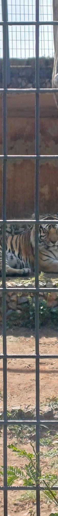 Parque Zoologico Municipal Quinzinho De Barros-索罗加巴