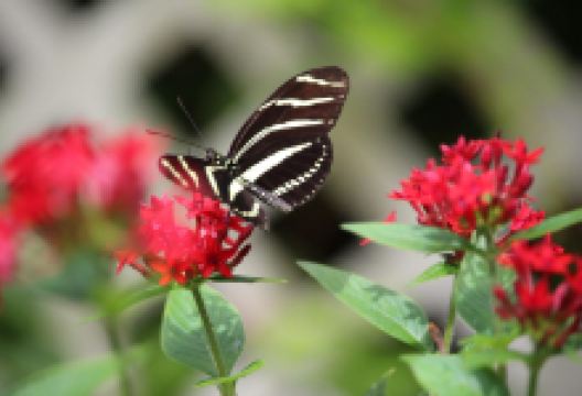 Nature Coast Botanical Garden & Nursery景点图片
