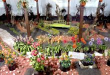 Thread Garden景点图片