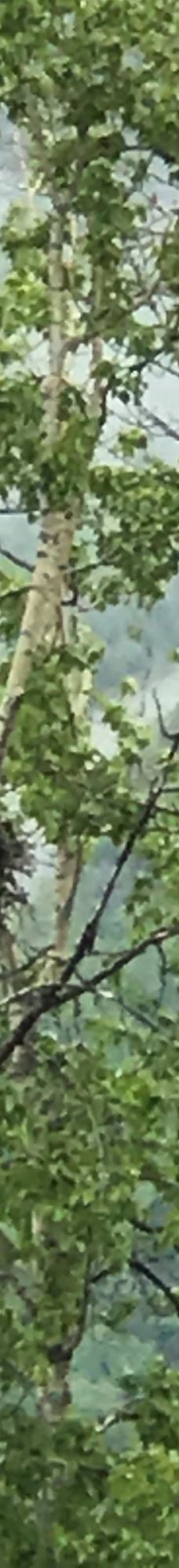 奇尔卡特河-海恩斯自治市镇