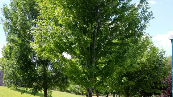 Pioneer Park and Beach