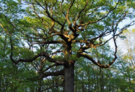 La fontaine de Barenton景点图片