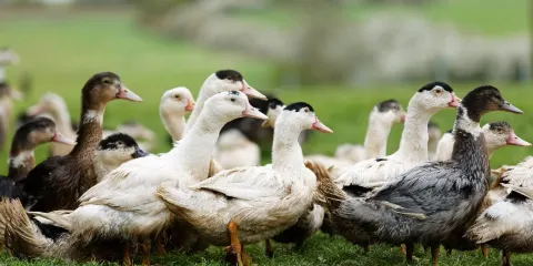 La Ferme des Delices