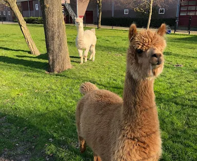 Alpaca World Flevoland