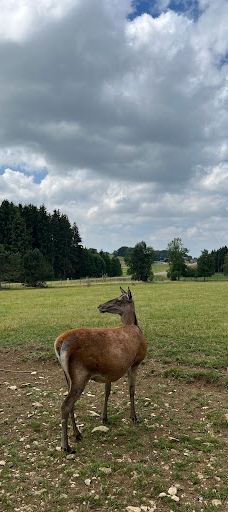 Wildgehege Meßstetten-佐勒纳尔布县