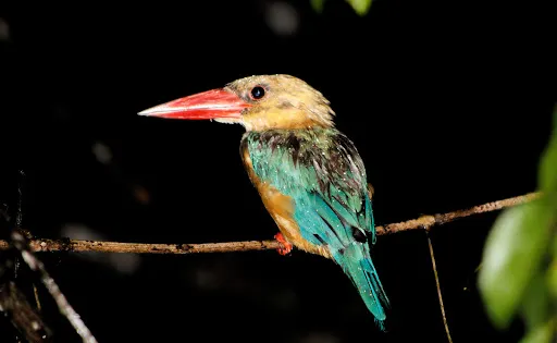 Kinabatangan Wildlife Sanctuary