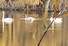 Checkerboard Dog Park景点图片