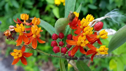 Daggerwing Nature Center
