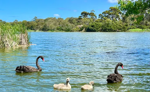 Newport Lakes Reserve