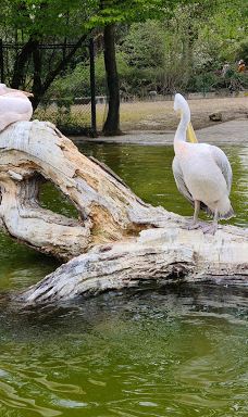 海德堡动物园-海德堡