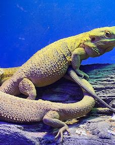 奥尼里亚水族馆-卡内普拉日