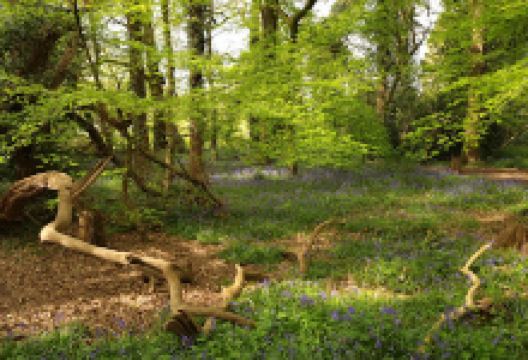 Winchfield Wood景点图片