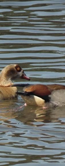 约翰内斯堡植物园-兰德堡