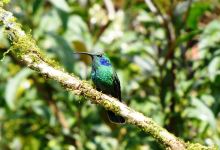 Parque National Los Quetzales景点图片