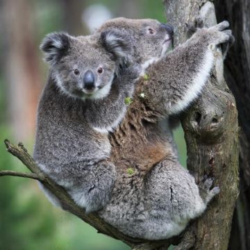 墨尔本+悉尼+黄金海岸10日9晚私家团