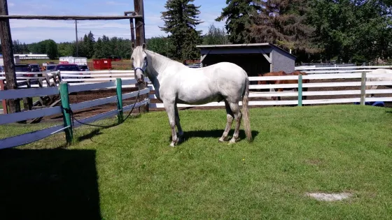 Whitemud Equine Learning Centre Association