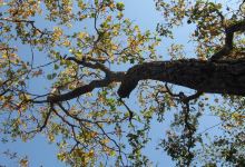 Phu Wiang National Park景点图片