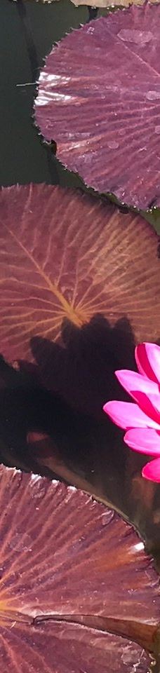 The Tropic of butterfly-埃尔讷