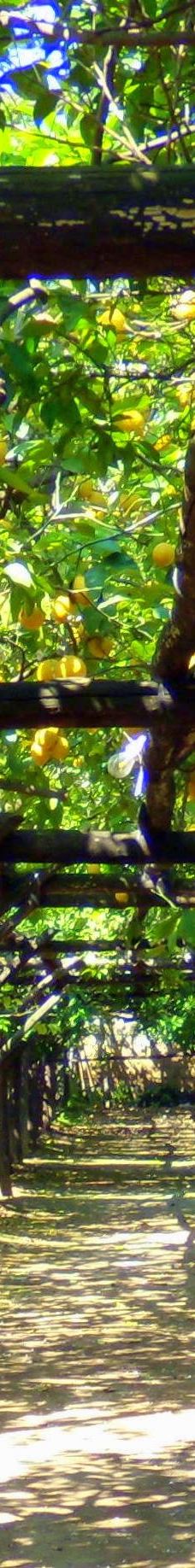 I Giardini di Cataldo-索伦托