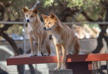 Bunbury Wildlife Park景点图片