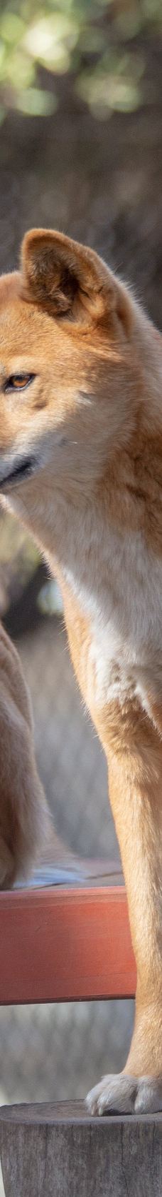 Bunbury Wildlife Park-South Bunbury