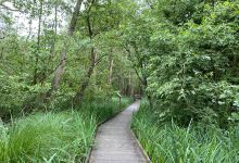 Barton Broad board walk景点图片