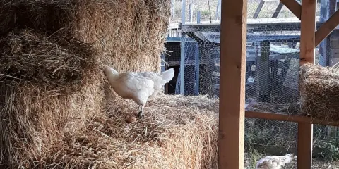 Azienda Agricola Casearia Regali Rurali